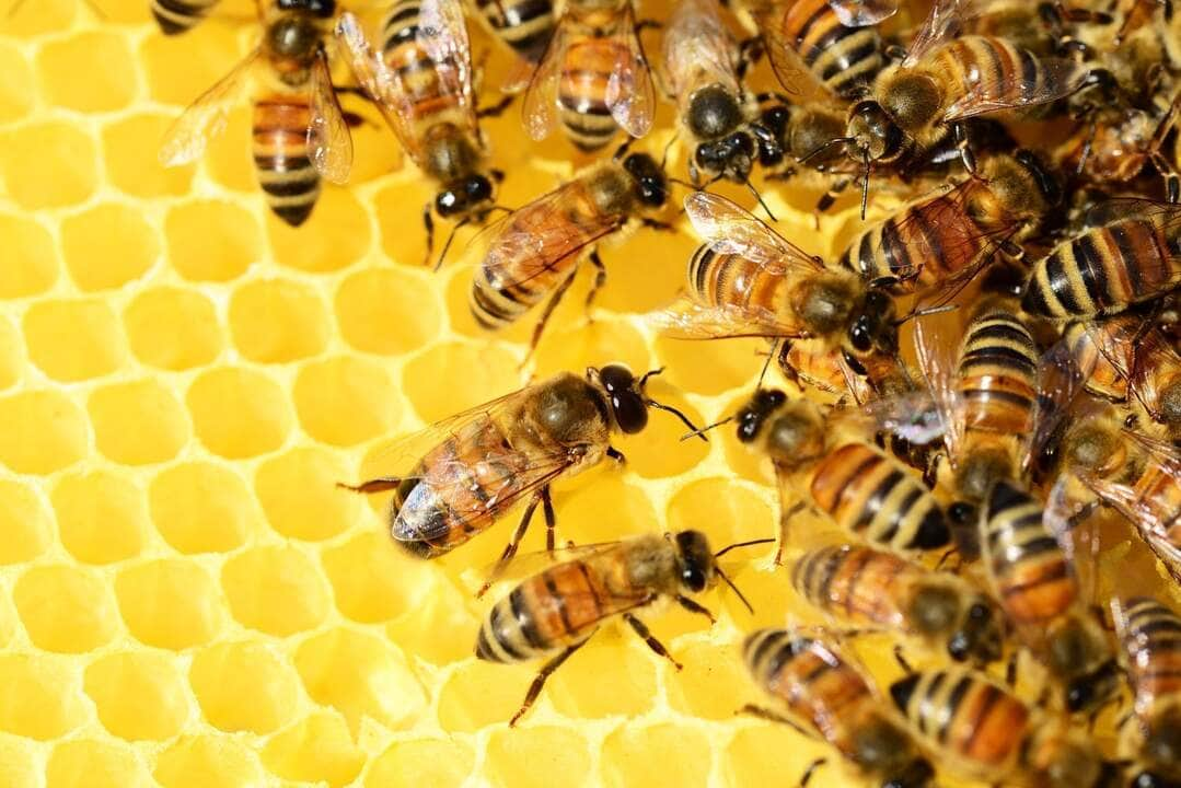 bees 326337 1920