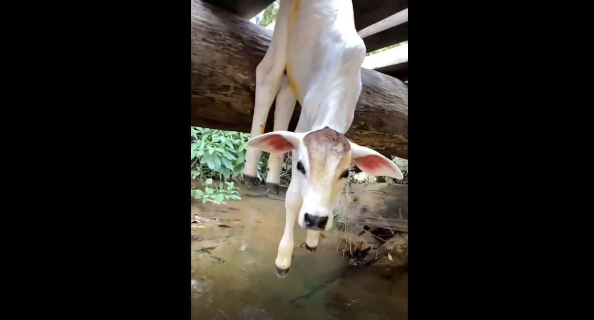 Bezerro fica preso entre os vãos do madeiramento de ponte