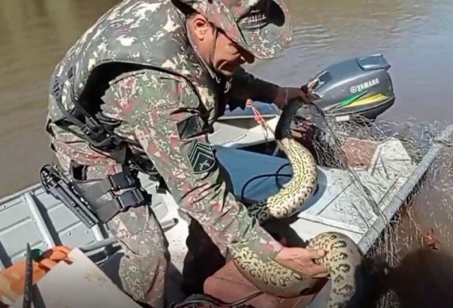 Veja cobra sucuri fica presa em rede de pesca