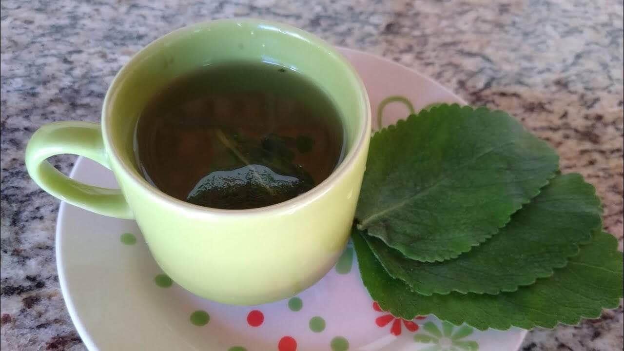 como fazer cha de boldo