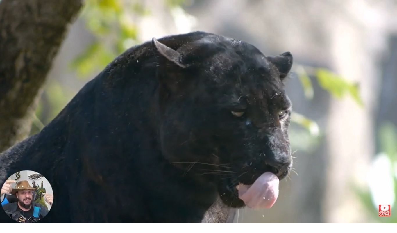 A onça-preta, também conhecida por jaguar-preto, é uma variação melânica da onça-pintada (ou jaguar)