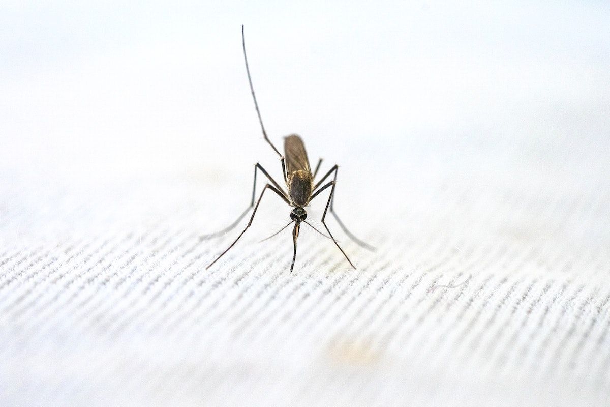 Malária: o que é e quais são os sintomas da doença? Confira agora
