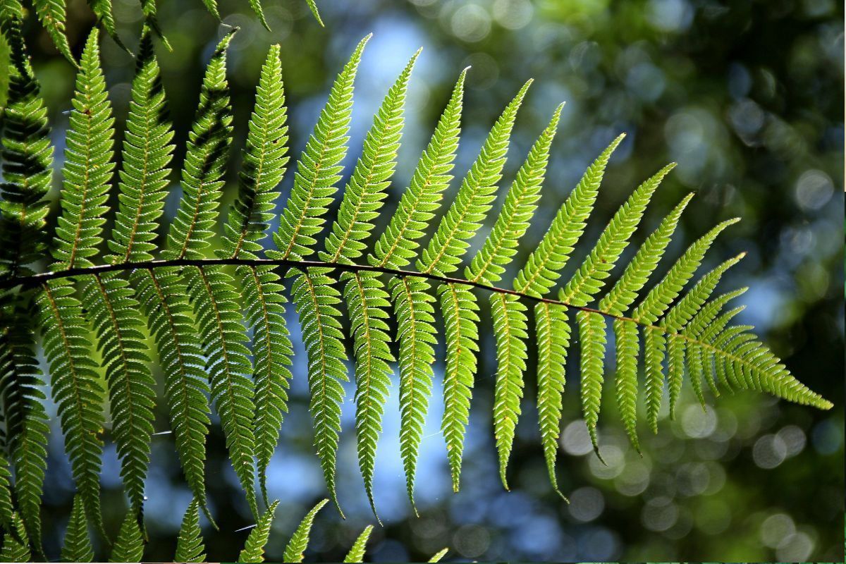 A samambaia purifica o ar do ambiente. Confira! - Canva.