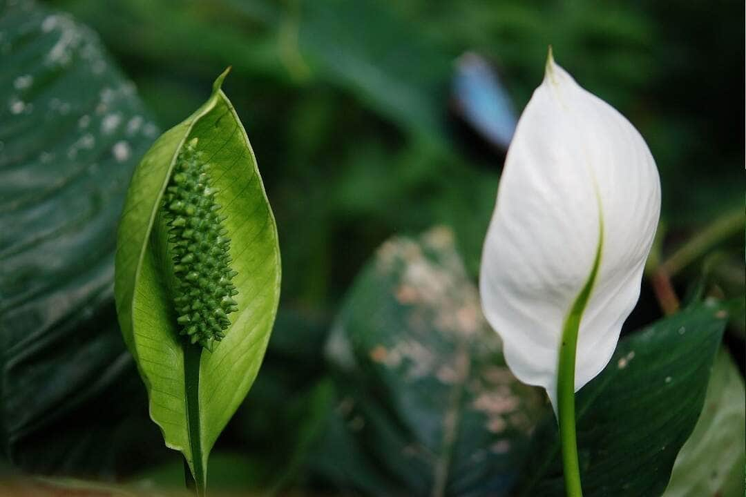 Quais plantas fazem bem para a saúde? Confira e aprenda tudo em minutos. - Canva