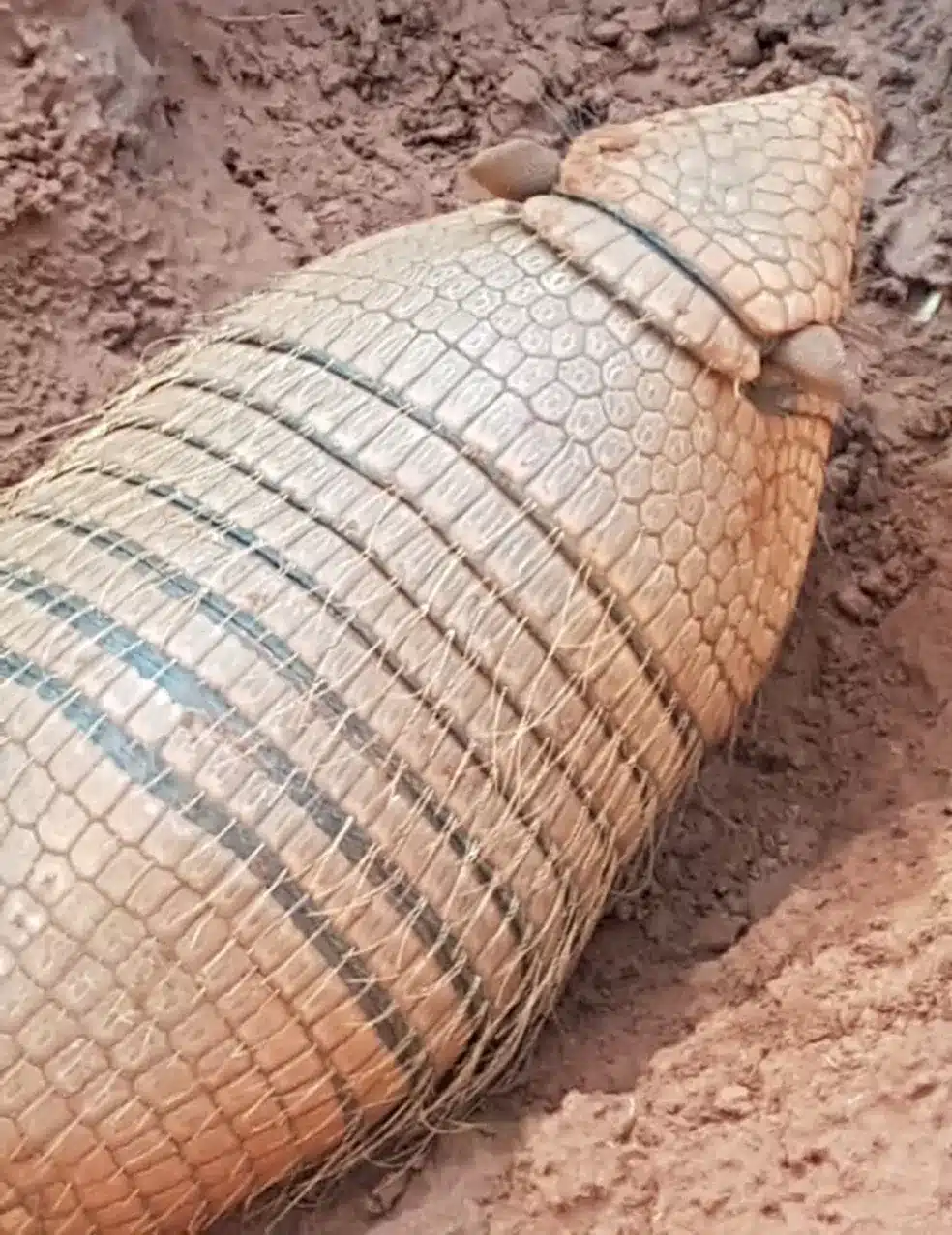 Veja tatu-peba devorando uma cobra jiboia 2 O mamífero, único representante do gênero Euphractus, costuma cavar tocas em formato de “U”, que chegam a 22 centímetros de largura.