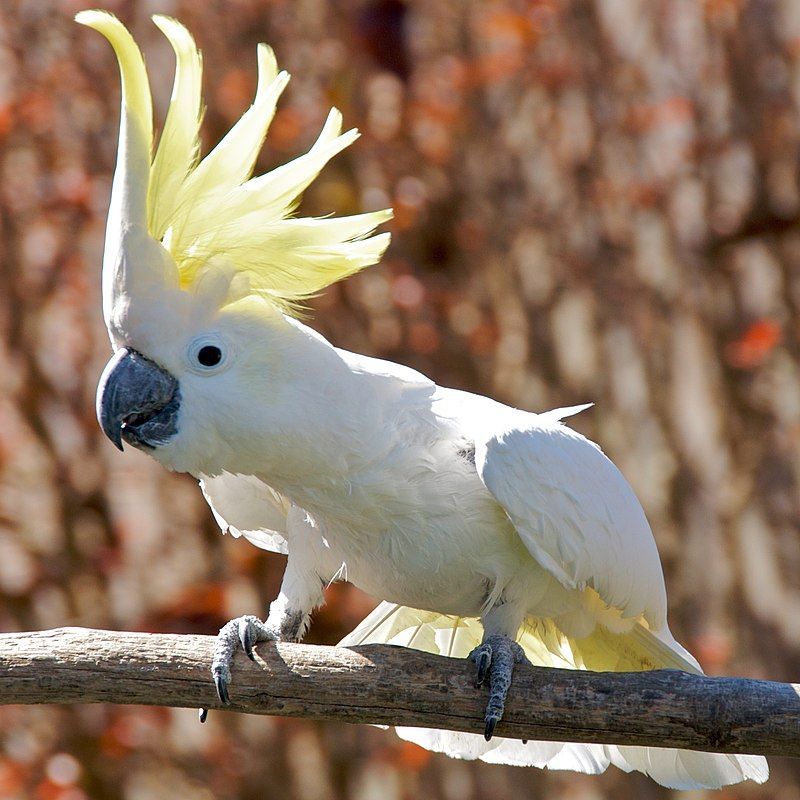 As Cacatuas são aves psitaciformes, pertencentes à família Cacatuidae.