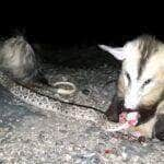 Mamíferos marsupiais (possuem um marsúpio, espécie de bolsa em que os filhotes terminam seu desenvolvimento), os gambás pertencem à família Didelphidae