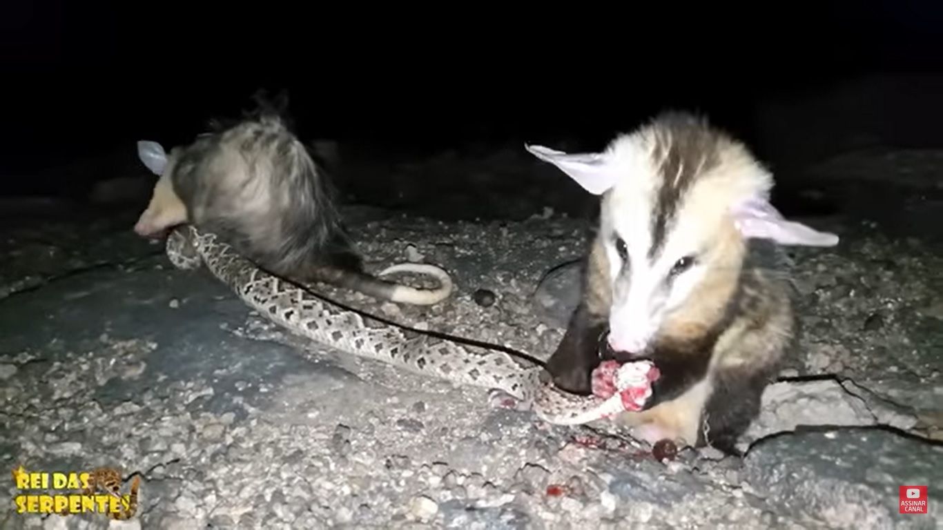 Mamíferos marsupiais (possuem um marsúpio, espécie de bolsa em que os filhotes terminam seu desenvolvimento), os gambás pertencem à família Didelphidae