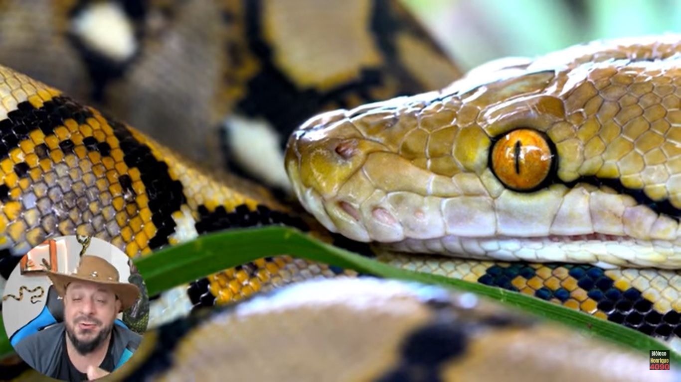 Outra característica das cobras pítons, de acordo com o especialista, é que o corpo desses animais é formado, principalmente por ossos e músculos