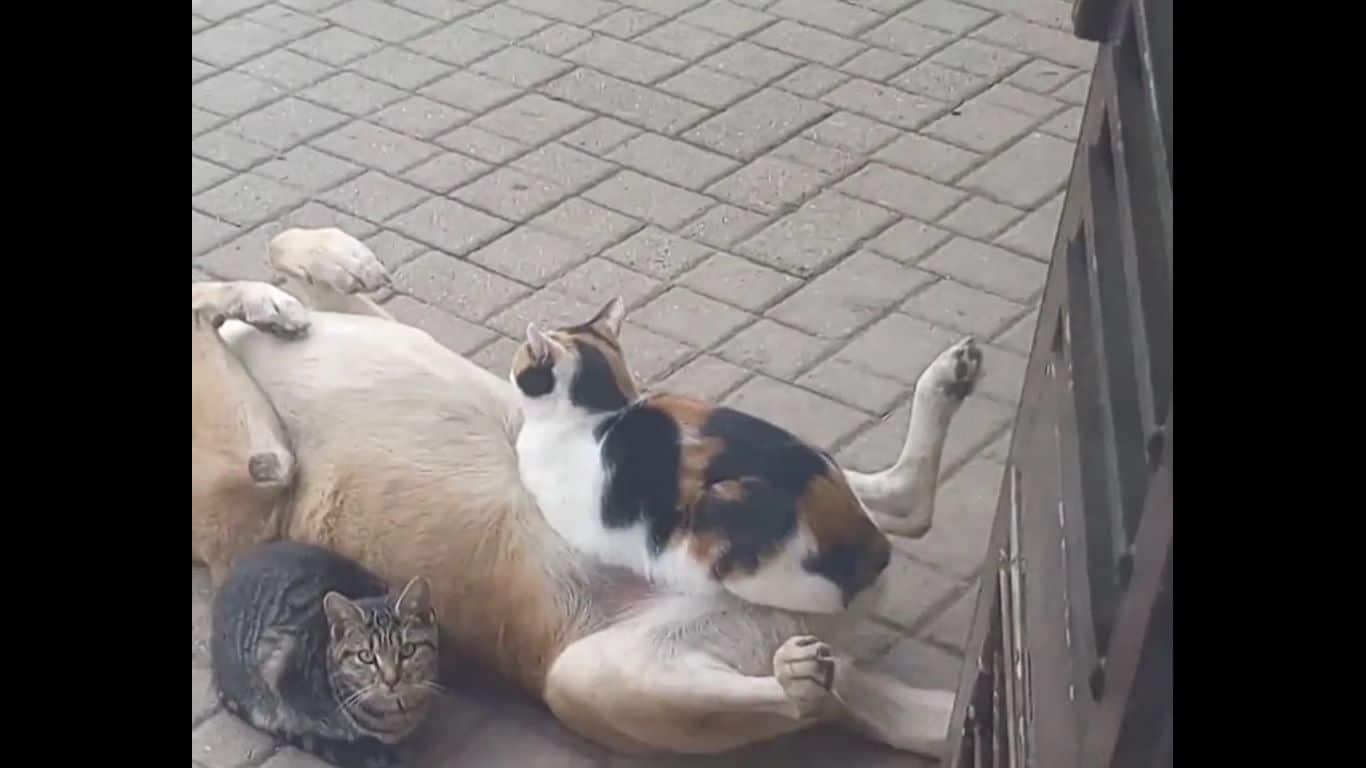 Além de fofo, o gato é muito folgado, mas tem chamado a atenção dos internautas nas redes sociais, após ter sido gravado deitado em cima da barriga de um cachorro