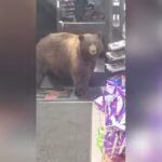 O ‘furto’ praticado pelo urso aconteceu em uma loja na comunidade de Olympic Valley, na Califórnia (EUA).