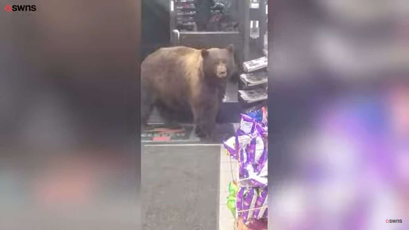 O ‘furto’ praticado pelo urso aconteceu em uma loja na comunidade de Olympic Valley, na Califórnia (EUA).