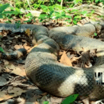 O flagrante da cobra sucuri foi feito pelo guia turístico Vilmar Teixeira, as margens do Rio Formoso, no município de Bonito, no Mato Groso do Sul (MS).