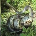 Apesar de não serem ágeis em ambiente terrestre, as cobras sucuris são muito rápidas dentro d’água podendo ficar até 30 minutos sem respirar.
