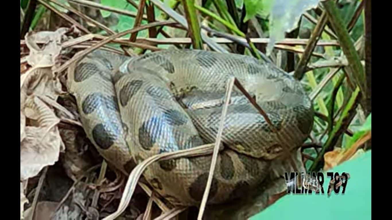 O ser humano é o maior responsável pela morte deste réptil devido ao medo que sentem desta cobra e devido também ao interesse pela pele da sucuri que no comércio internacional é bastante valiosa para o mercado da moda