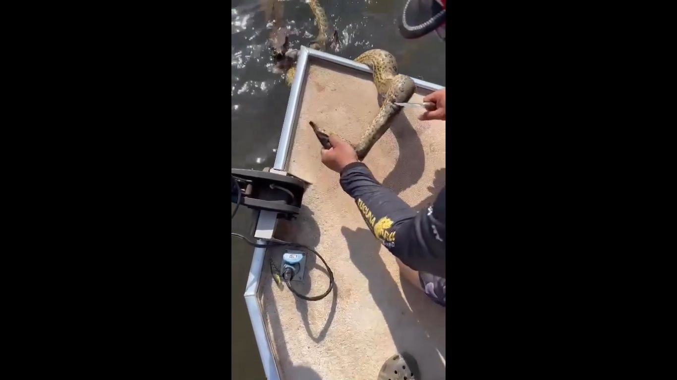 O flagrante do resgate da cobra sucuri, que estava enroscada em um pedaço de rede de pesca, foi feito no município de Santa Fé do Sul, no estado de São Paulo (SP