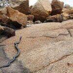 As fêmeas de Crotalus durissus apresentam corpos mais largos dos que os dos machos da espécie e podem chegar a 1 metro de comprimento