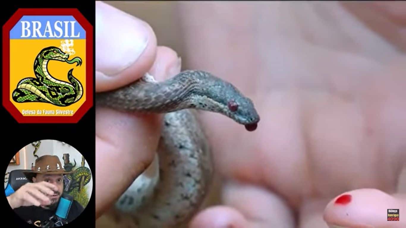 A maior parte das cobras-capelo põe ovos e a maior parte delas os abandona pouco depois da ovoposição