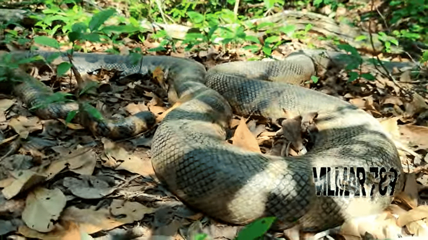 O flagrante da cobra sucuri foi feito pelo guia turístico Vilmar Teixeira, as margens do Rio Formoso, no município de Bonito, no Mato Groso do Sul (MS).