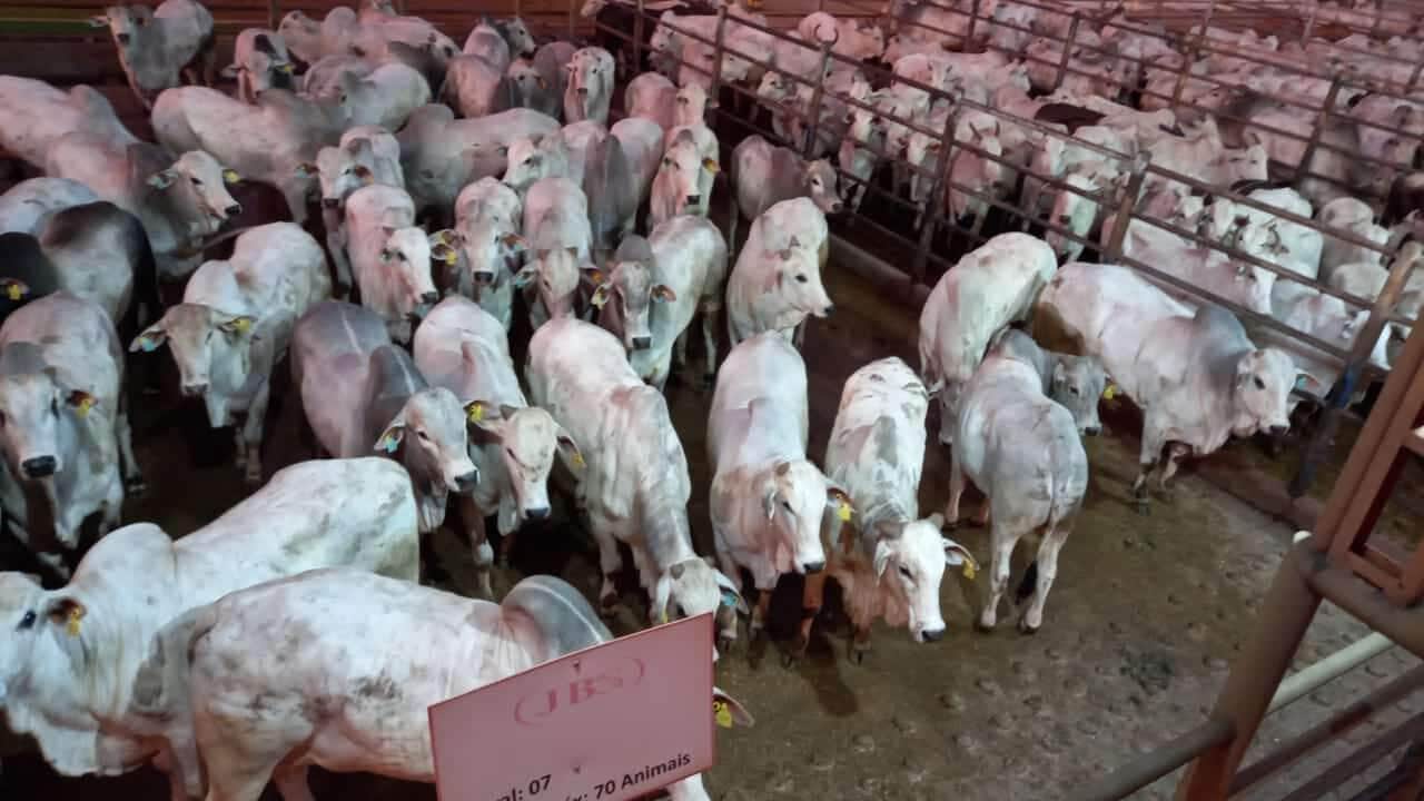 Confresa (MT) teve 528 animais avaliados na 2ª etapa do Circuito Nelore de Qualidade