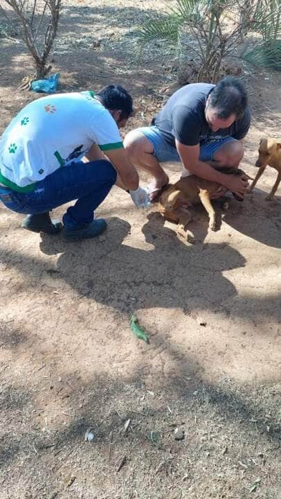 amanha e dia d de imunizacao antirrabica na zona leste