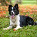 Border Collie é uma raça canina de grande porte, originária da Grã-Bretanha