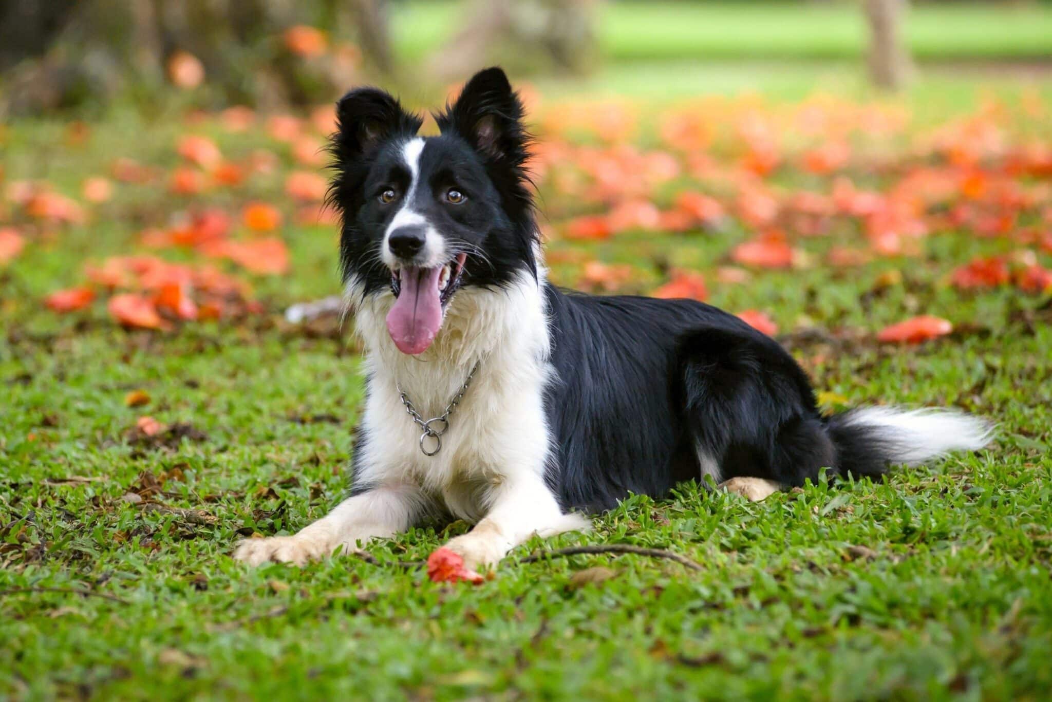 Border Collie é uma raça canina de grande porte, originária da Grã-Bretanha