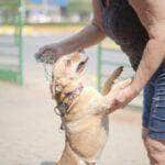 cerca de 900 animais sao vacinados contra raiva na area rural de lucas do rio verde