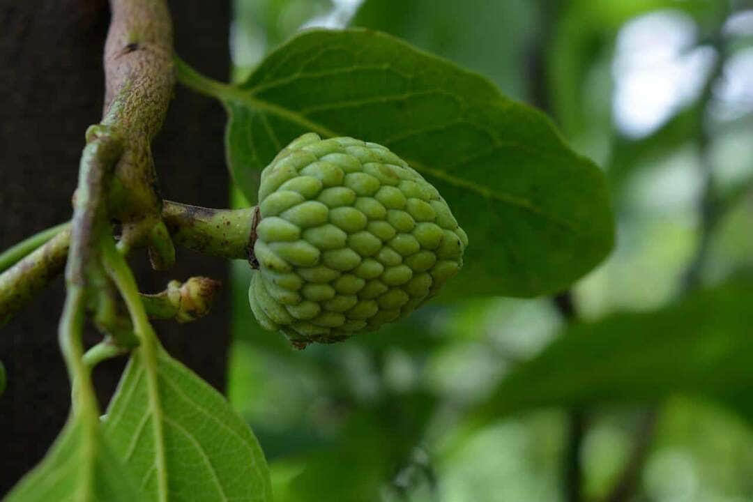 Graviola: quais os benefícios da fruta? Não fique de fora da novidade