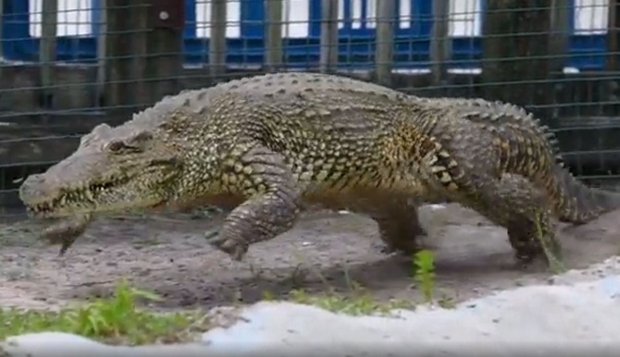 crocodilo galope
