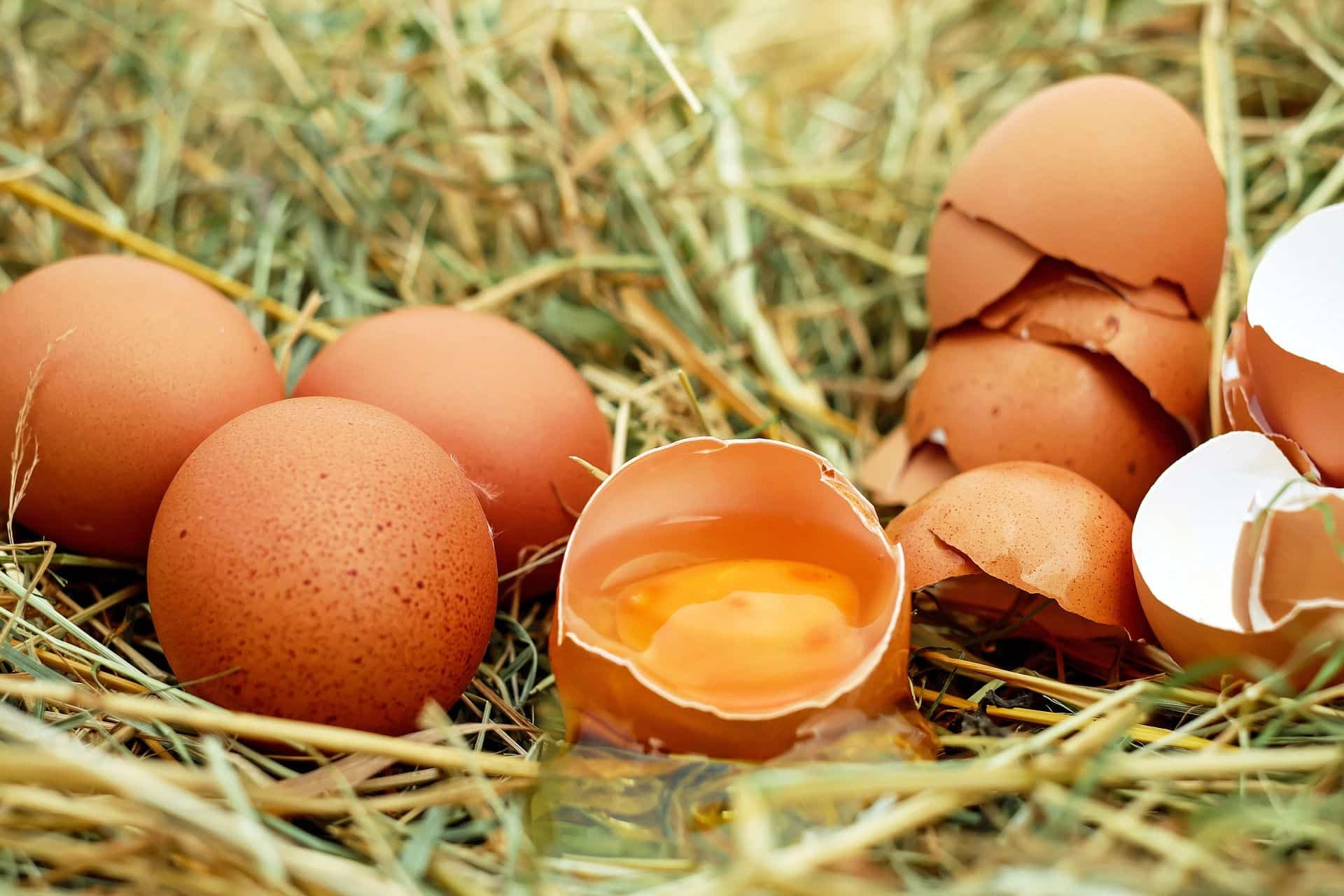É desta forma que você pode saber se um ovo está estragado