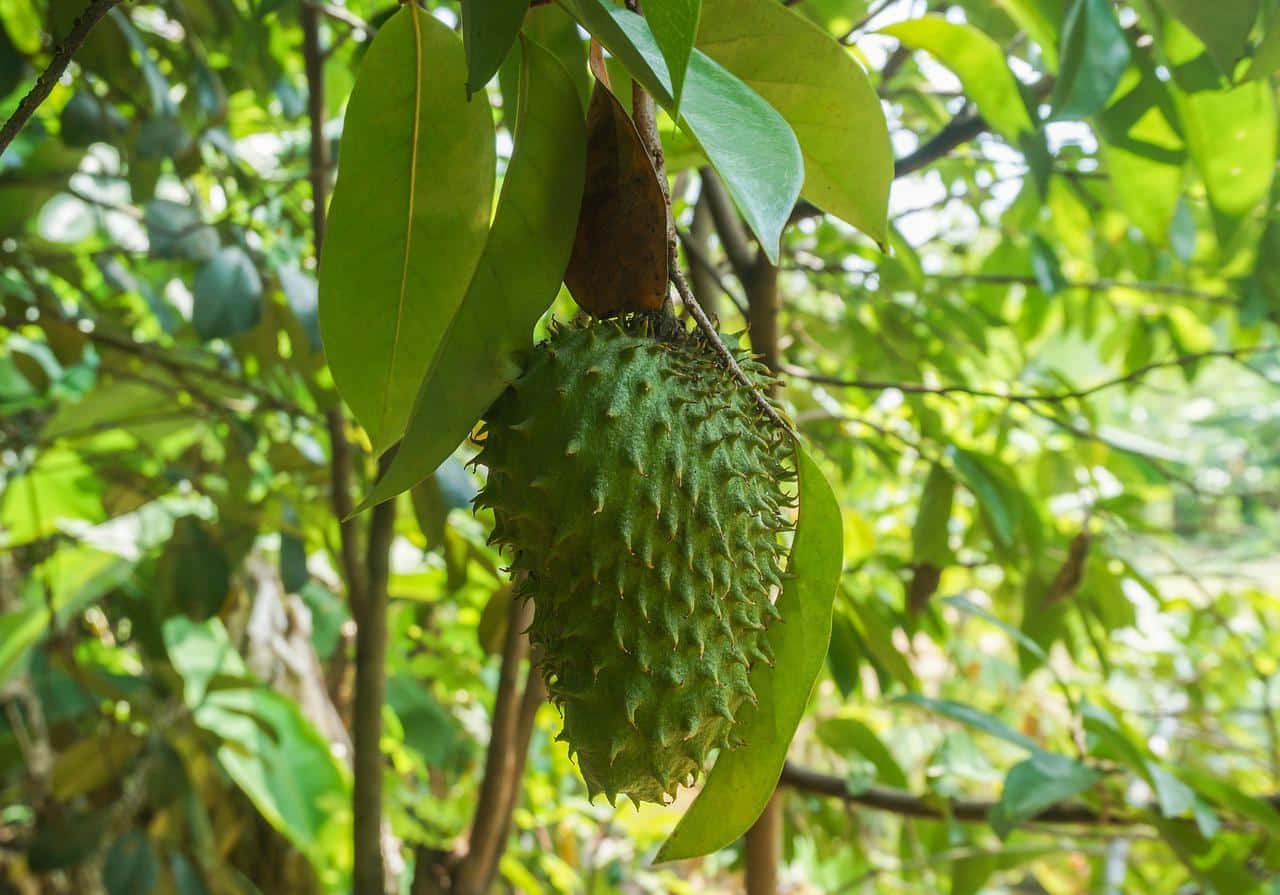 Graviola: quais os benefícios da fruta? Não fique de fora da novidade