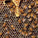 honey bees 337695 1920