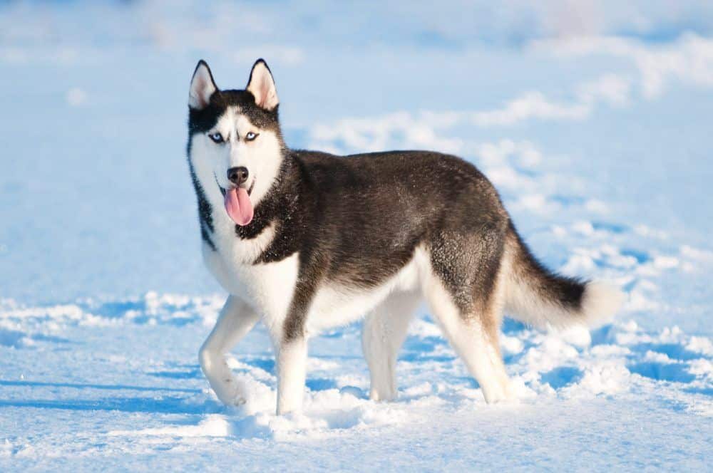 O Husky Siberiano é uma raça canina, de porte médio, originário da Sibéria. Possui aparência primitiva, lembrando o lobo.