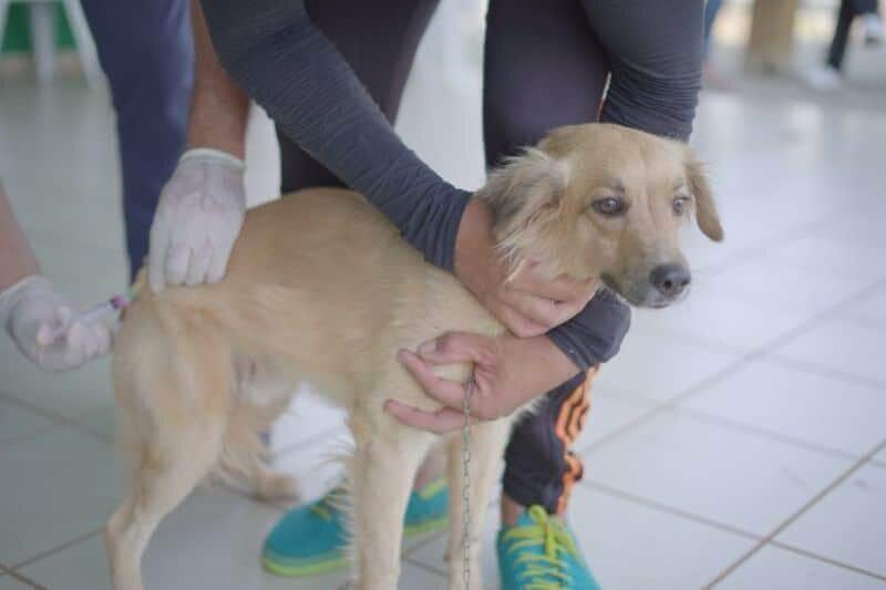 mais de 10 mil doses sao aplicadas na campanha antirrabica em lucas do rio verde