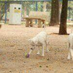 petiscos para cães