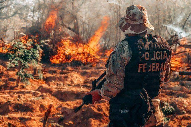 policia federal deflagra a operacao phaseoli iv e erradica 256 mil pes de maconha