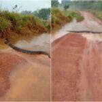 O flagrante da cobra sucuri aconteceu na MT-208, município de Cotriguaçu (distante de 950 km de Cuiabá) em Mato Grosso (MT).