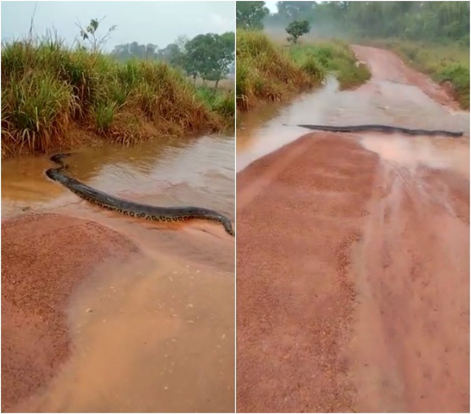 O flagrante da cobra sucuri aconteceu na MT-208, município de Cotriguaçu (distante de 950 km de Cuiabá) em Mato Grosso (MT).