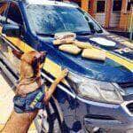 PRF apreende cerca de 18Kg de maconha em abordagem a ônibus