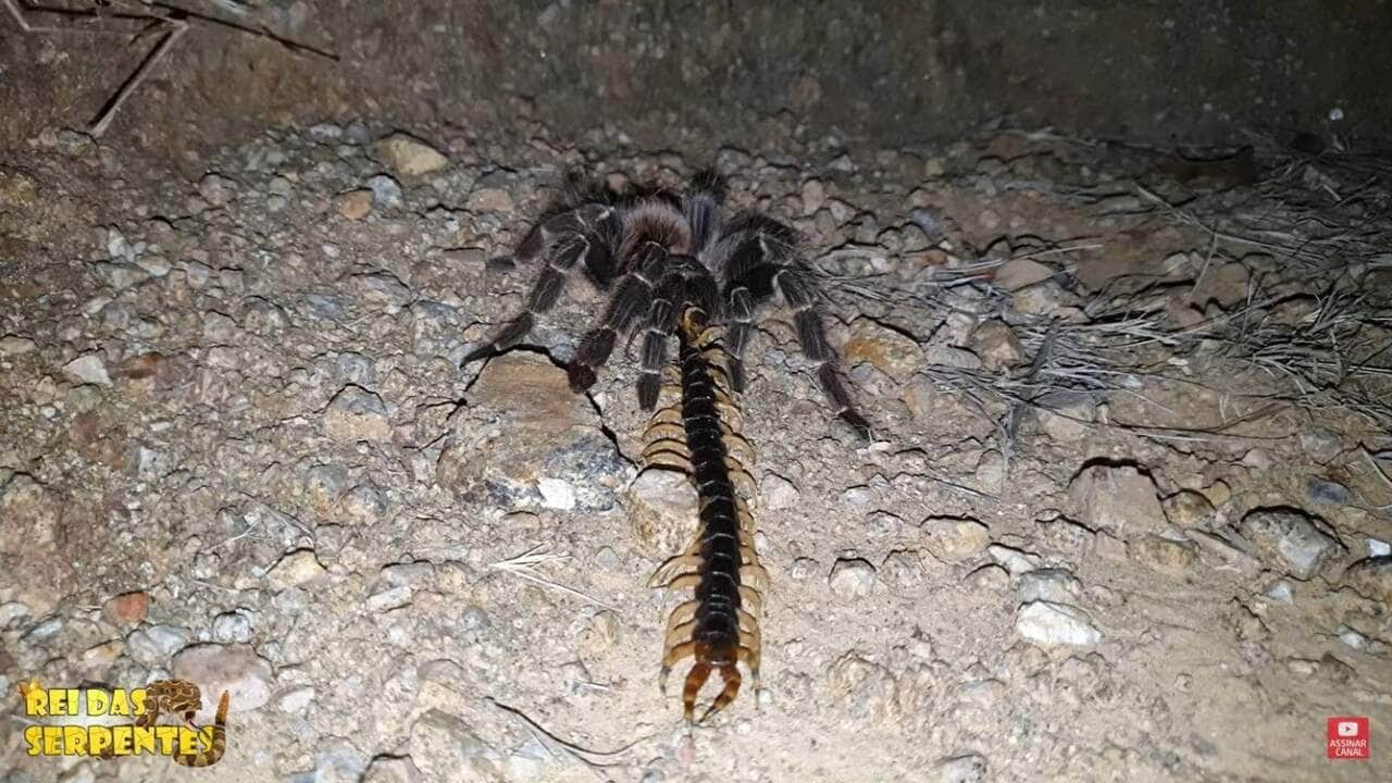 Theraphosidae é uma família de aranhas, que inclui as espécies conhecidas pelos nomes comuns de tarântulas (português europeu) ou caranguejeiras (português brasileiro), que se caracterizam por terem pernas longas com duas garras na ponta, e corpo revestido de cerdas