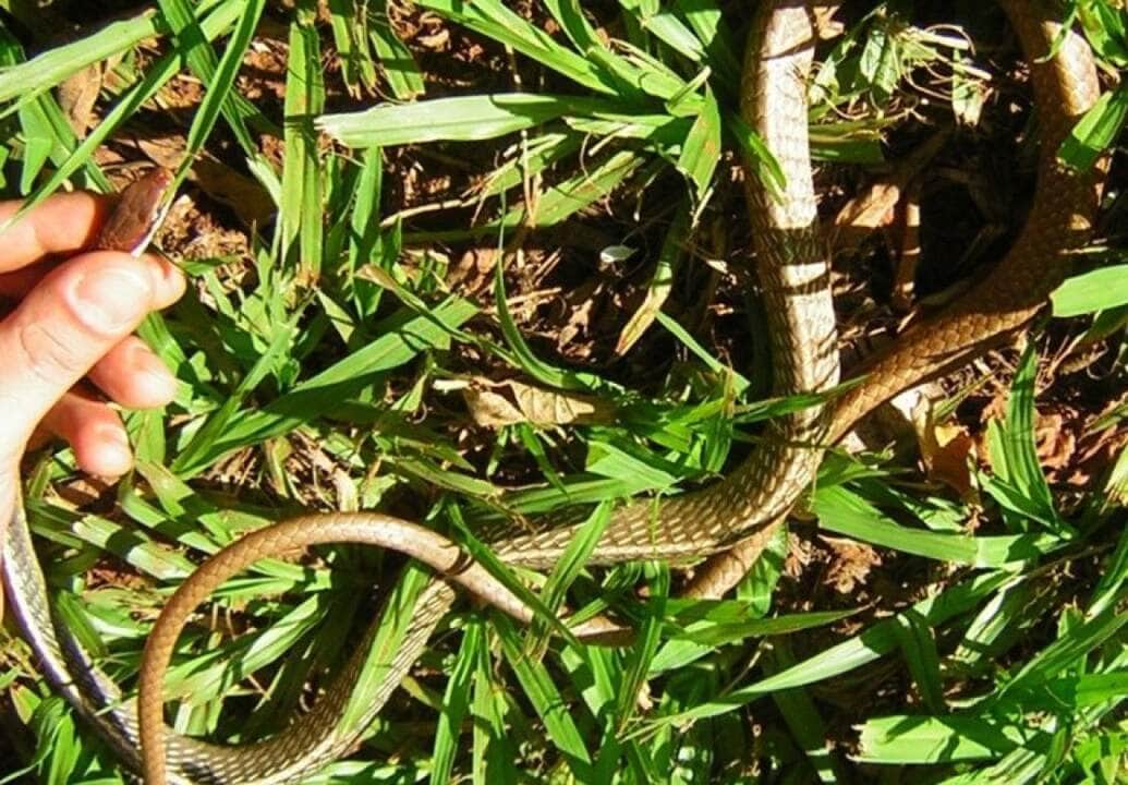 Cobra é capturada dentro de comércio em Lucas do Rio Verde 76 Serpente de tamanho médio, chegando aos 1,20 m de comprimento. Possui olhos grandes com pupilas arredondadas, dentição áglifa (sem presas inoculadoras de veneno).