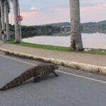 O jacaré constantemente é flagrado passeando por algumas ruas ao em torno da lagoa