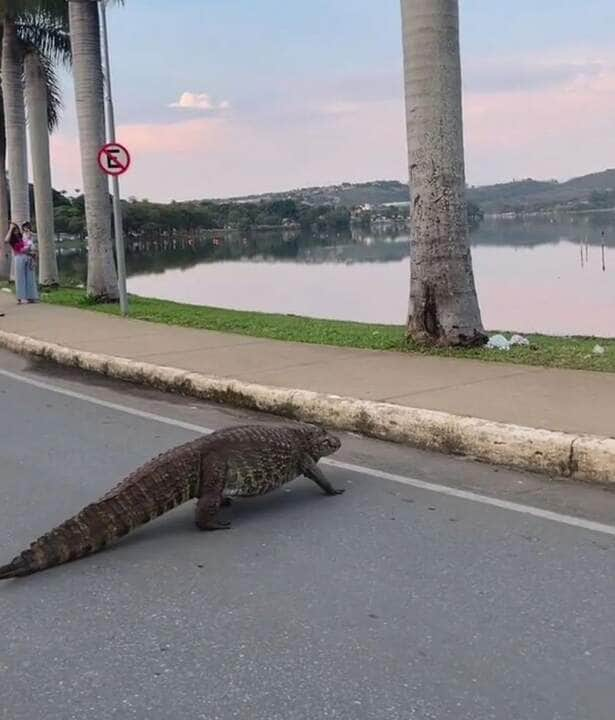 O jacaré constantemente é flagrado passeando por algumas ruas ao em torno da lagoa