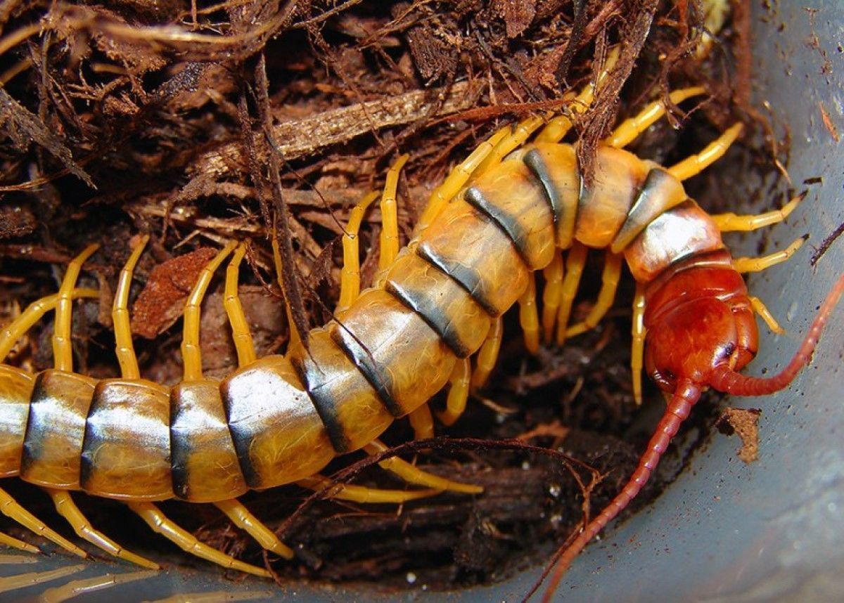 Predador muito eficiente, a lacraia ou centopeia, como também é conhecida, é capaz de comer pequenos roedores, anfíbios e até mesmo serpentes, inclusive as tão temidas cobras corais.