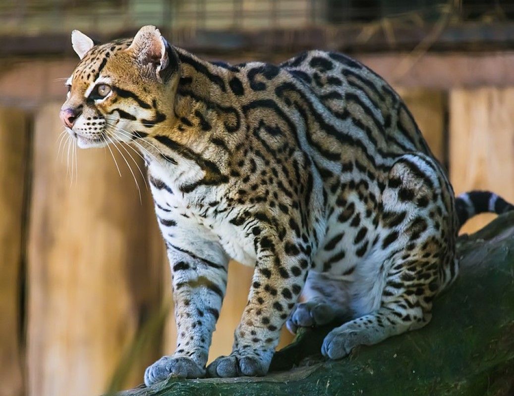 São reconhecidas dez subespécies, com o gato-maracajá, sendo a espécie mais próxima da jaguatirica