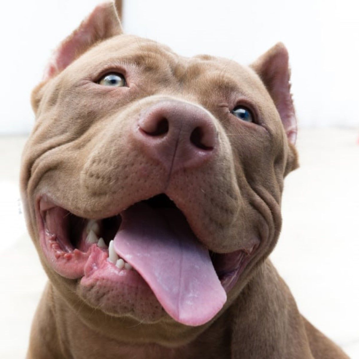 O preço de um American Pitbull Terrier varia entre R$ 1,5 mil e R$ 5 mil, sendo este o valor máximo.