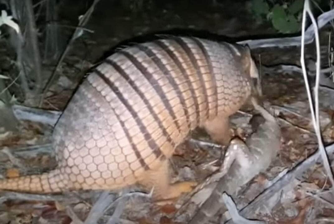 O tatupeba habita savanas, florestas primárias e secundárias, cerrados, matagais e florestas decíduas