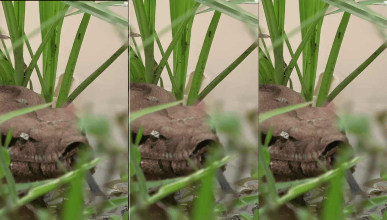 São cobras vivíparas, podendo parir mais de 50 filhotes numa gestação de oito meses, com tamanhos entre 60 cm e um metro de comprimento.