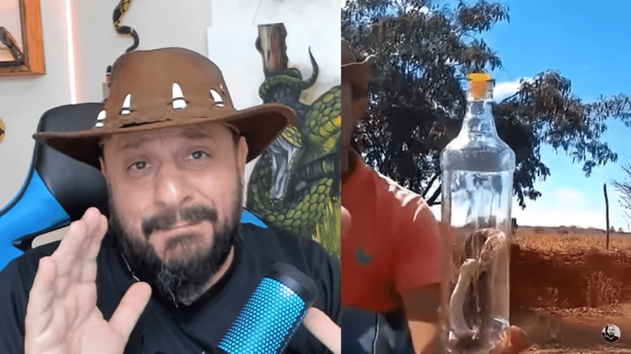 Para o especialista em cobras, Biólogo Henrique Abrahão - O Biólogo das Cobras - há muitos riscos para a saúde